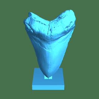 megalodon diş ayakta durmak vücut parçalar 3d print model - Mito3D