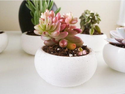 mini succulent planter Nature & Plants 3d print model - Mito3D