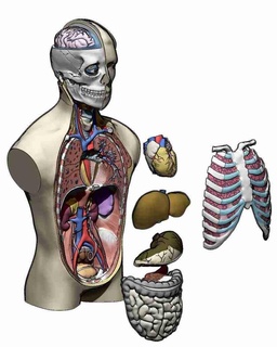modelo torso anatomia umano 3d print model - Mito3D