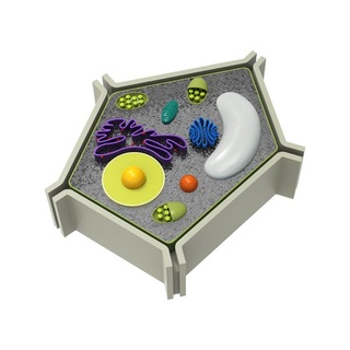 nucleo pianta microrganismo 3d print model - Mito3D