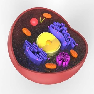 nucleus Microorganism 3d print model - Mito3D