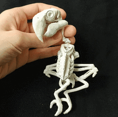 perroquet squelette 3d modèles télécharger créalité nuage volant animaux 3d print model - Mito3D