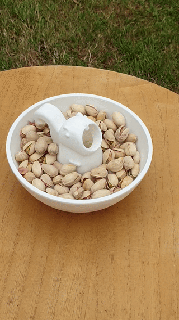 pistachio squirrel container double bottom shells Foods 3d print model - Mito3D