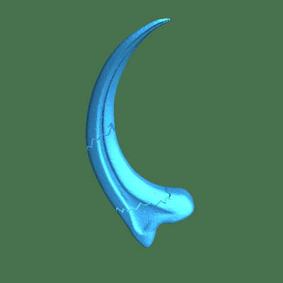 raptor claw clean cracked 3d models download creality cloud mammal 3d print model - Mito3D