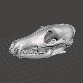 red fox skull scan real vulpes Animals 3d print model - Mito3D