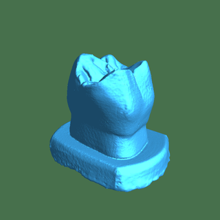 escaneado molar crialidade lagarto 3d print model - Mito3D