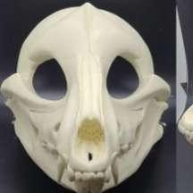 cráneo perro canino 3d mascaras cascos 3d print model - Mito3D