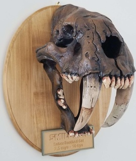 smilodon skull fossil 3d models download creality cloud Characters 3d print model - Mito3D