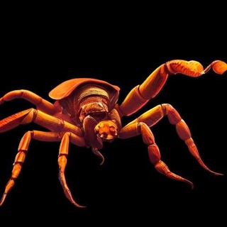 spider Animals 3d print model - Mito3D