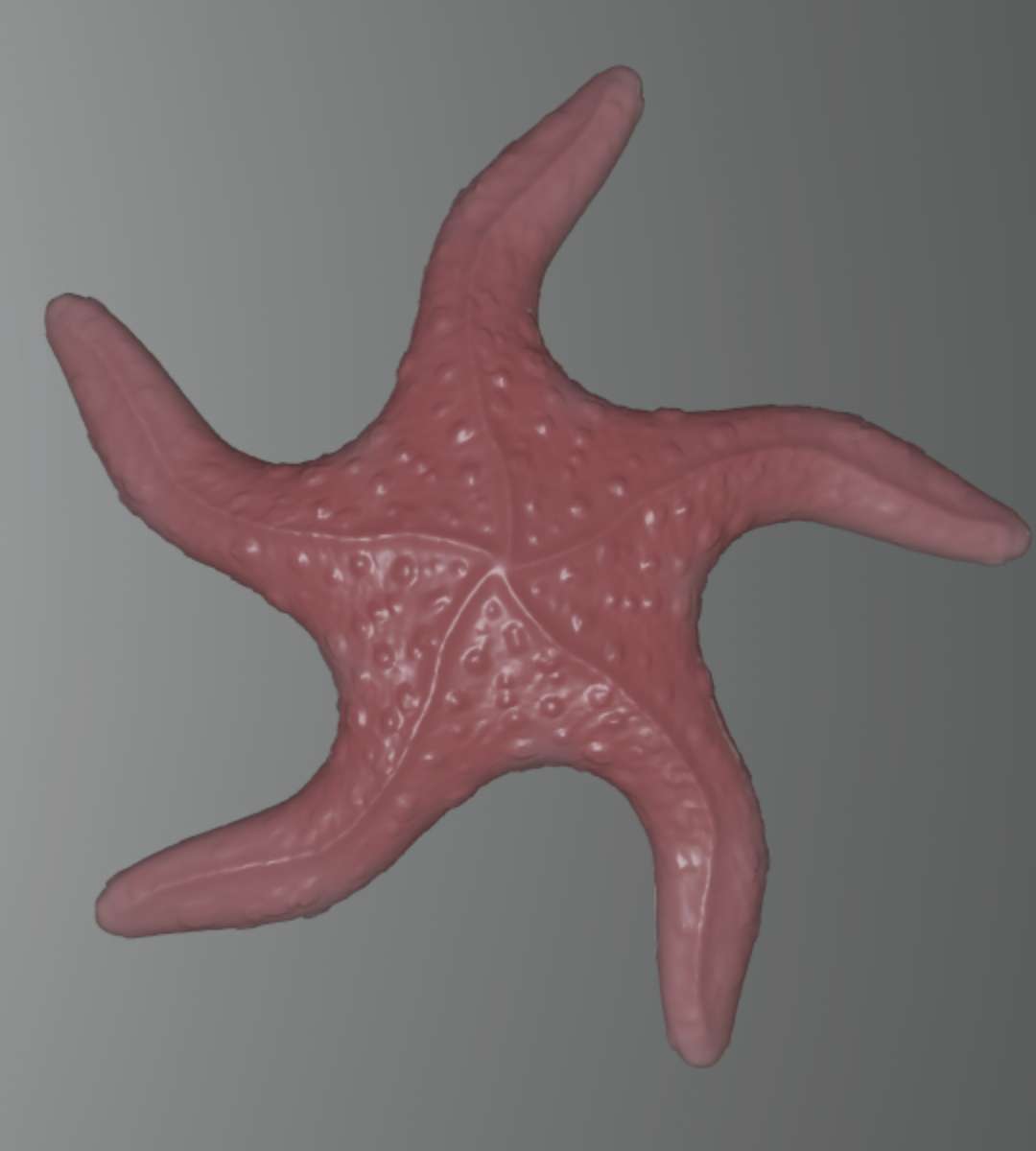 starfish Animals 3D print model - Mito3D