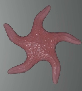 étoile mer animaux 3d print model - Mito3D