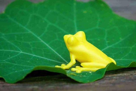 sweet little tree frog Reptilian 3d print model - Mito3D