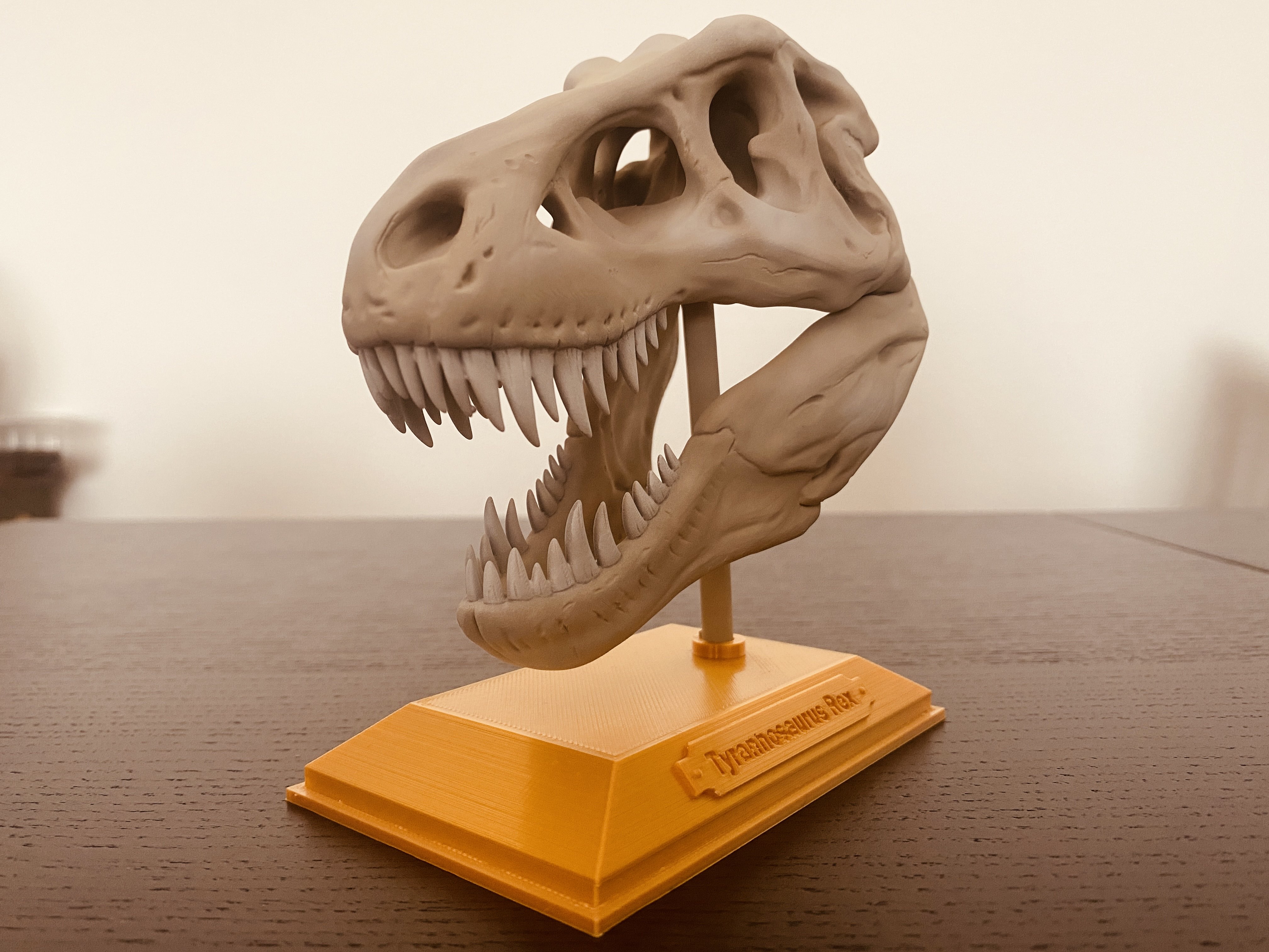 t rex crânio esculturas cultural relíquias 3D print model - Mito3D