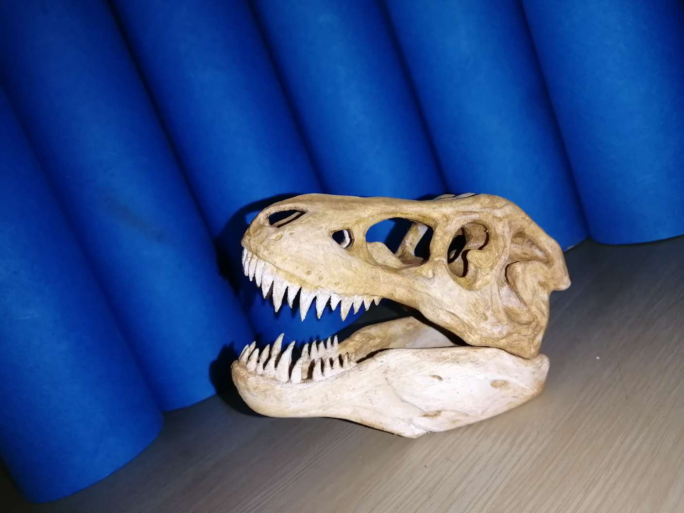 rex crâne animaux 3D print model - Mito3D
