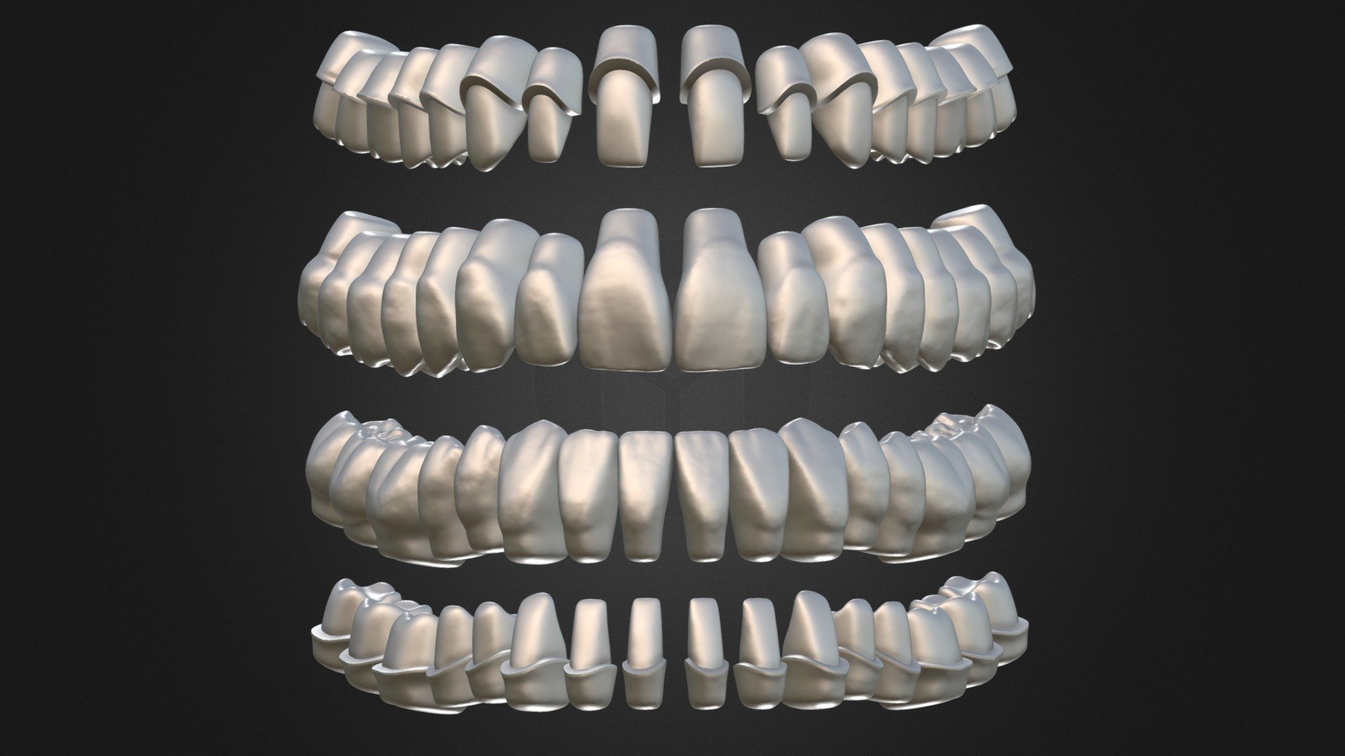 denti modello corpo parti 3D print model - Mito3D