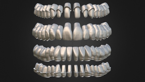 dientes modelo cuerpo partes 3d print model - Mito3D