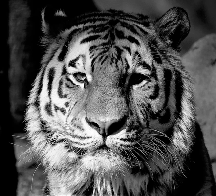 tiger lithophane 3d models download creality cloud 3d print model - Mito3D