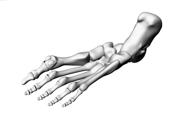 topuklu olmadan bacaksiz diger parçalar 3d modeller indir creality bulut 3d print model - Mito3D