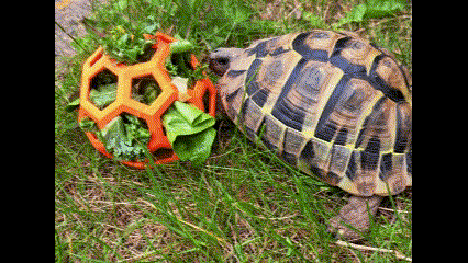 tartaruga alimentador Ambiente enriquecimento brinquedo animal Comida suporte reptiliano 3d print model - Mito3D