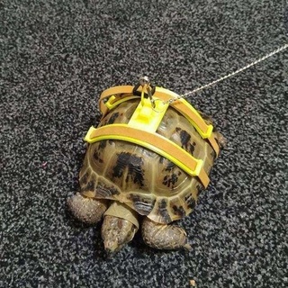 tortoise harness Animals 3d print model - Mito3D