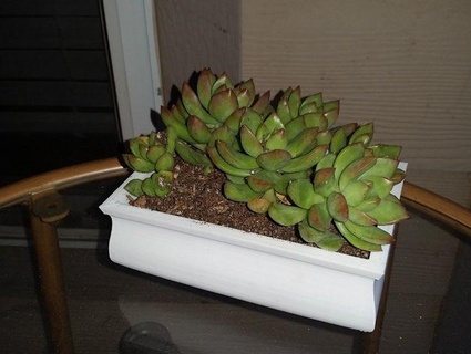 tradicional bonsa Panela natureza plantas 3d print model - Mito3D