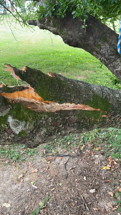 arbre fissure pomme 3d modèles télécharger créalité nuage 3d print model - Mito3D