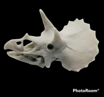 tricératops crâne animaux 3d print model - Mito3D