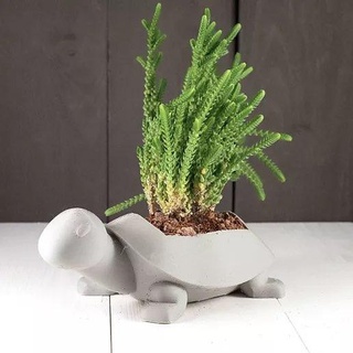 turtle planter Nature & Plants 3d print model - Mito3D