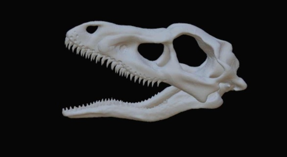 velociraptor cranio sculture culturale reliquie 3d print model - Mito3D