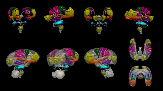 3d brodmann conceptual model brain anatomy human detail print buy sale 3d print model - Mito3D