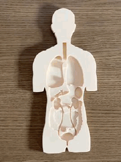 3d didactic anatomy puzzle kids multi material school game anatomic medicine biology science mmu multilateral multicolor 3d print model - Mito3D