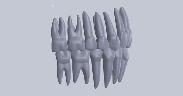 3d cheio dental anatomia modelos 3d print model - Mito3D