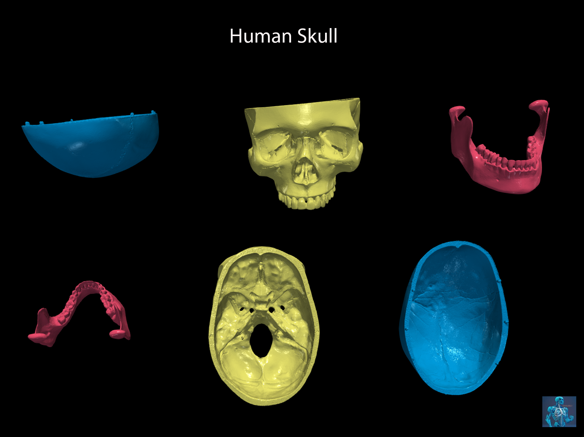 3d humano crânio boné mandíbula cérebro modelo cerebelo haste temporal frontal parietal esquerda certo anatomia 3D print model - Mito3D