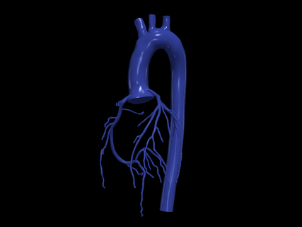 3d model aort koroner arterler kalp kardiyovasküler sistemi Odalar apikal görünüm kardiyoloji kemer arter 3d print model - Mito3D
