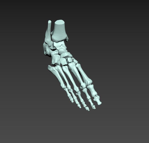 3d modelo ossos tornozelo pés pé osso 3D print model - Mito3D