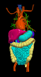 3d model cardiovascular system thorax abdomen cardiac bronchi cartilage trachea gallbladder htc kidneys large intestines liver milt pancreas thin guts models 3d print model - Mito3D