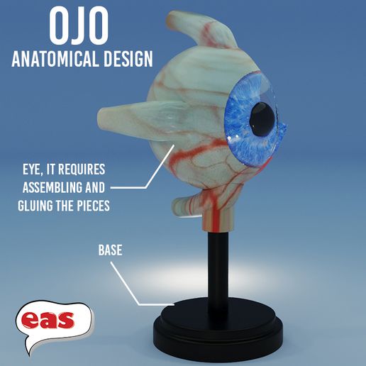 3d model göz anatomik + kaide 3D print model - Mito3D