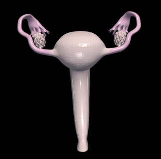 3d model female reproductive system urinary adrenal gland bladder coccyx fallopian tube kidney ovarian ligament ovary pubic symphysis ureter uterus medical medicine anatomy human 3d print model - Mito3D