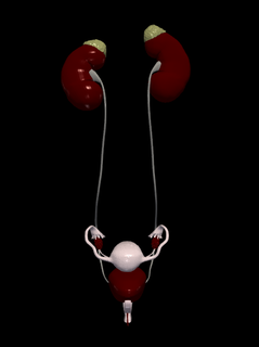 3d model kadın üreme idrar sistemi adrenal bez mesane kuyruk sokumu fallop tüp böbrek yumurtalık bağ kasık simfiz üreter rahim tıbbi ilaç anatomi insan 3d print model - Mito3D