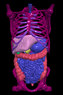 3d modelo gastrointestinal trato ossos esôfago gaster piloro duodeno ascendente cólon transversal descendente ileal flexura hepático ceco apêndice sigmoide reto ileocecal válvula vesícula biliar corpo pâncreas cabeça fígado 3d print model - Mito3D