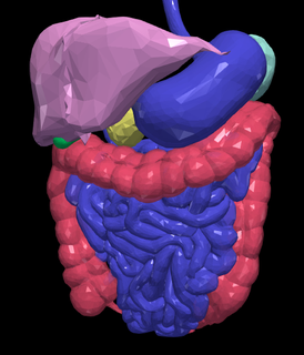 3d model gastrointestinal tract gall bladder large intestines lever milt pancreas thin guts medical medicine biology organs 3d print model - Mito3D