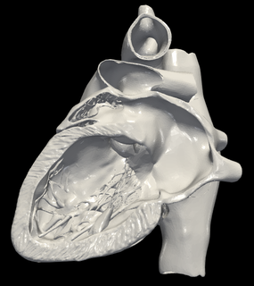 3d modelo coração apical 2 câmara avião cardiovascular cardíaco cardiologia Visão humano anatomia médico Educação diagnóstico imagiologia impressão 2d eco ultrassom saúde 3d print model - Mito3D
