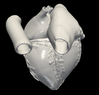3d Modell Herz apikal 3 Kammer Flugzeug verschiedene kardiovaskulär System Kammern Aussicht Kardiologie 3d print model - Mito3D