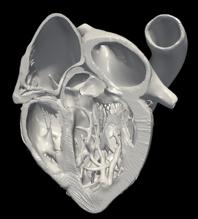3d model heart apical 5 chamber plane Various cardiovascular cardiac system chambers of view cardiology 3d print model - Mito3D