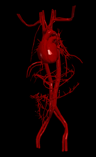 3d model heart cardiovascular system cardiac medicine chambers aorta medical education cardiology biology 3d print model - Mito3D