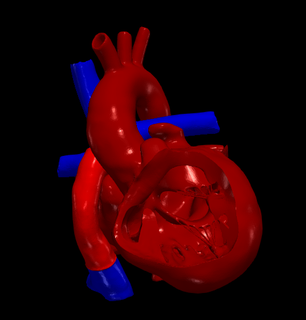 3d model heart fontan procedure Various cardiovascular cardiac system chambers of apical view cardiology 3d print model - Mito3D