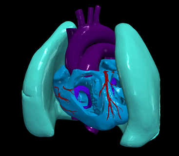 3d model heart lungs cardiac medicine cardiovascular chambers aorta medical 3d print model - Mito3D