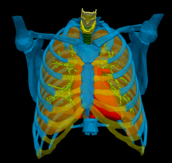 3d modelo coração tórax cardíaco medicamento cardiovascular câmaras aorta médico superior pulmões artéria 3d print model - Mito3D