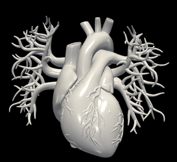 3d Modell Herz Schiffe verschiedene kardiovaskulär System Kammern apikal Aussicht Kardiologie Aorta Venen Vene Arterie 3d print model - Mito3D
