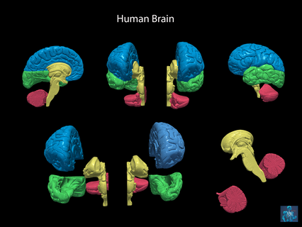 3d modèle Humain cerveau cervelet tige temporel frontal pariétal gauche anatomie 3d print model - Mito3D
